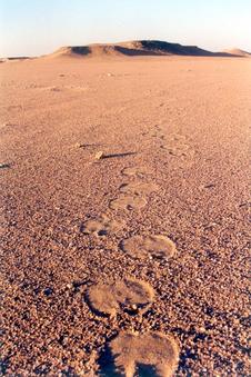 #1: The view north with the camel track and hills as a backdrop