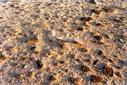 #2: The contrasting firm surface at the Confluence – detail