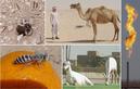 #10: Contrasting world of desert animals and gas industry from Oman