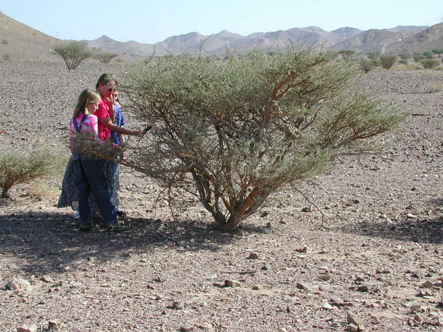 The thorn bush marks the Confluence