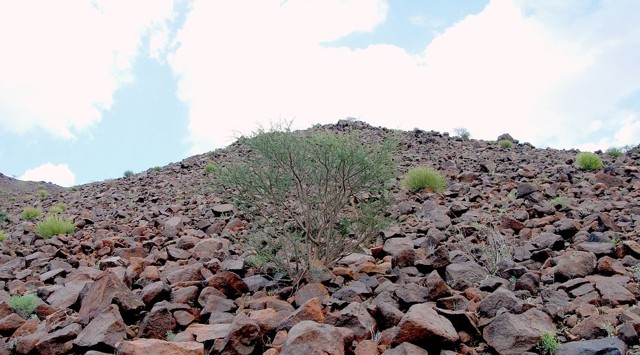 General view and the view torward East. The confluence point is 2 feet in front of the bush