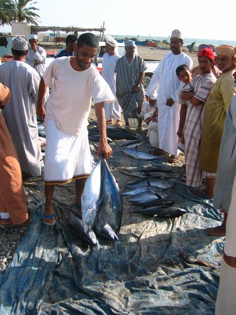 Fish auction in Daġmar