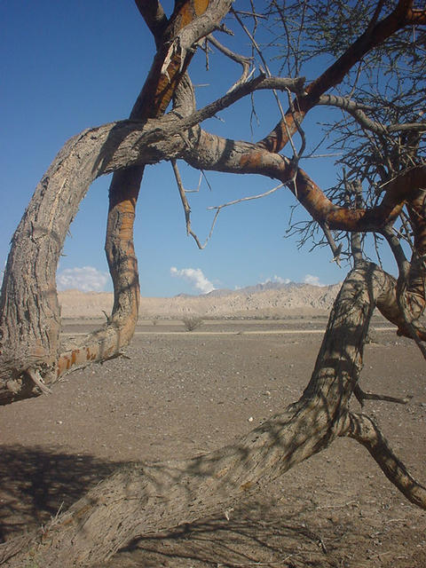 A tree nearby the Confluence.