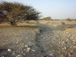 #1: The confluence spot between the tree and the wādiy, looking north