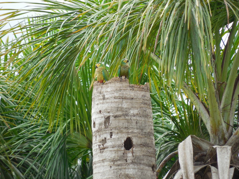 Parrots