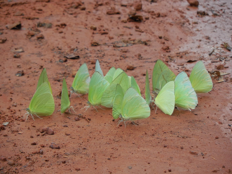 Butterflies