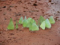 #9: Butterflies
