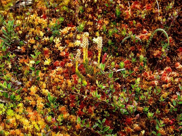 The ground cover is half tussock grass and half mixed mosses and tundra plants