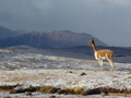 #7: My witness: vicuña