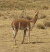 #9: Vicuña