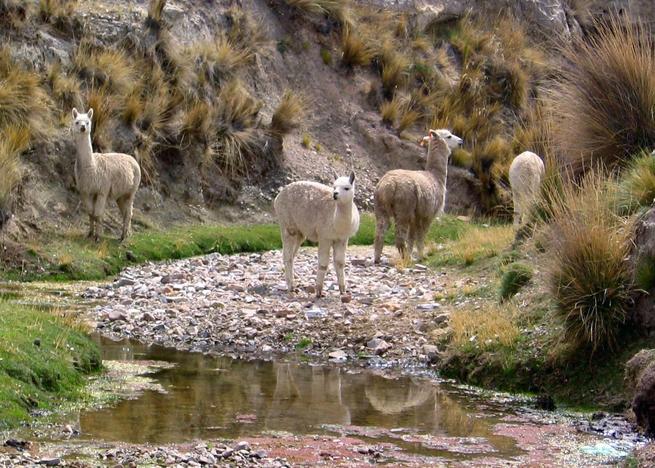 Alpacas