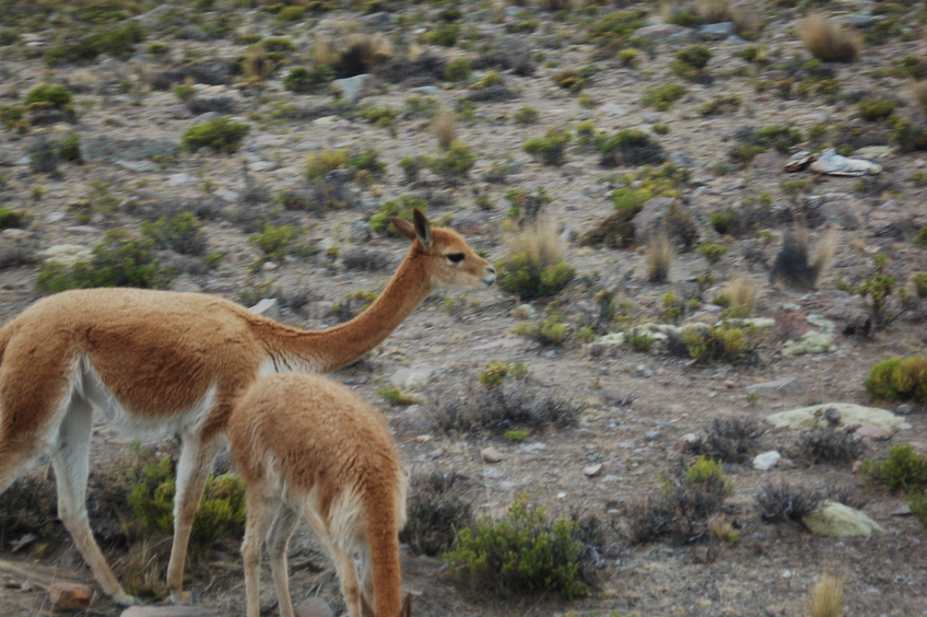 Vicuñas