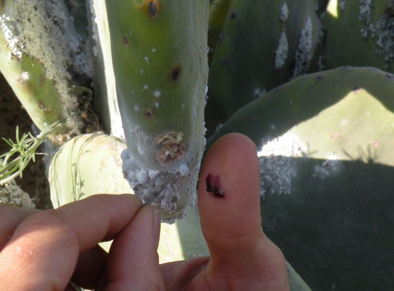 Cochenille Insects at a Cactus for the use of red Colour