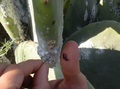 #5: Cochenille Insects at a Cactus for the use of red Colour