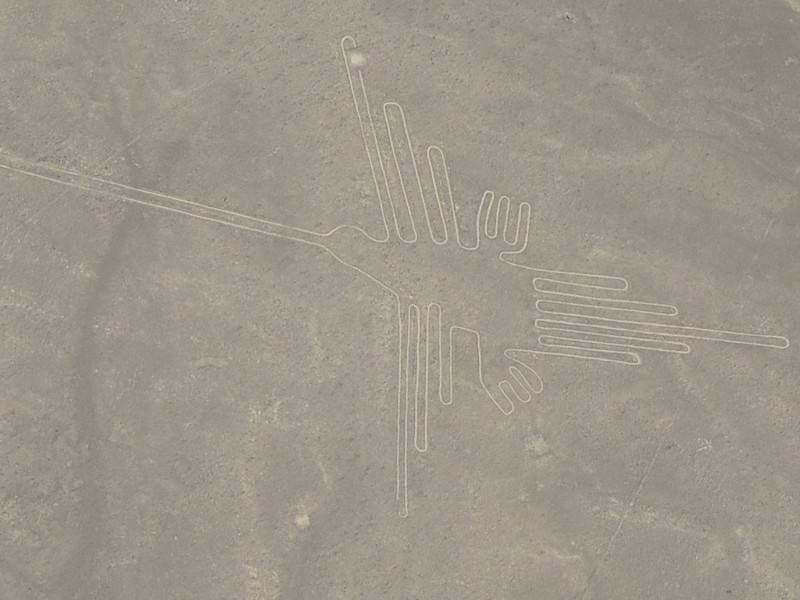 Nazca hummingbird