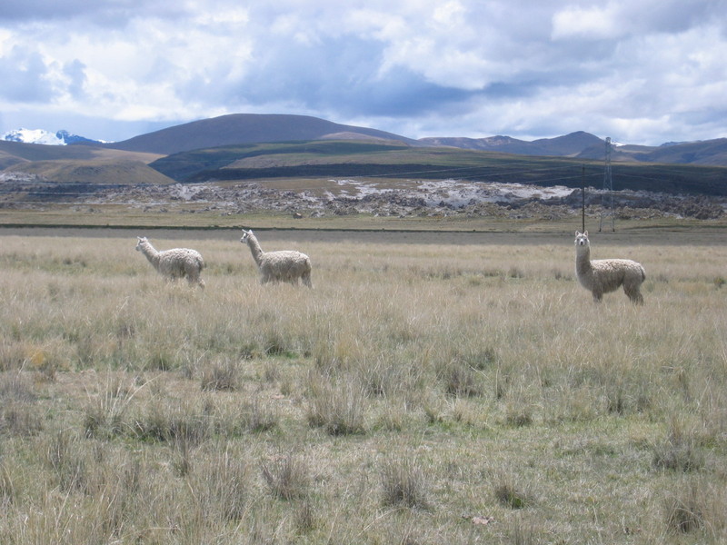 Alpacas