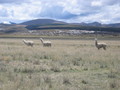 #6: Alpacas