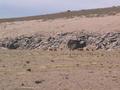 #7: Vicuñas grazing nearby