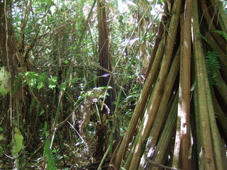 #1: Confluence, with tree and its upside down branches