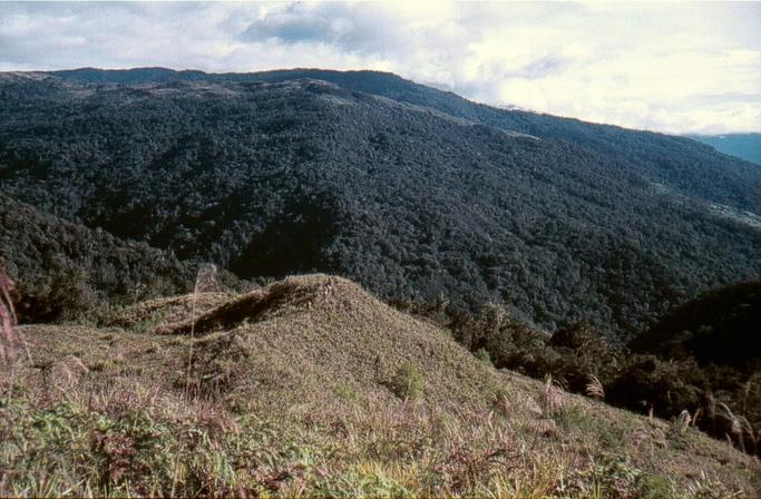 Looking North towards the confluence point which is located somewhere on the sunlit ridge just above the tallest stalk of Kunai grass in the left foreground