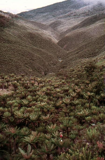 The SW view as we decend into the amazing Javiwaitez River valley and it's Cycad forest.