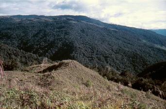 #1: Looking North towards the confluence point which is located somewhere on the sunlit ridge just above the tallest stalk of Kunai grass in the left foreground