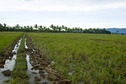 #3: Looking east from nearest padi intersection