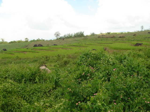 Typical scene of tiered paddy in the area.