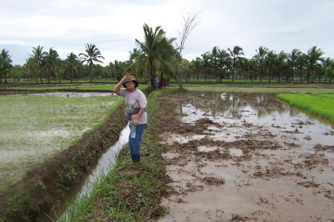 Slippery and muddy rice dikes to negotiate. Confluence is about 100 meters up.