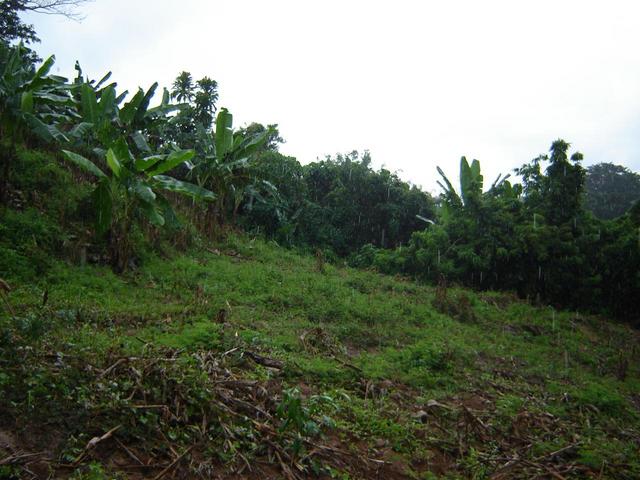 View East from Confluence area