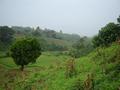 #5: View West from Confluence area, note rice paddies behind the Mango tree