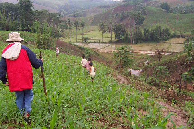 Walking thru the muddy cornfields, Confluence is near mango tree at upper right corner