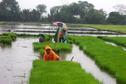 #4: Rain is good time to plant rice along the road of San Jose