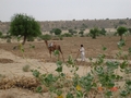 #9: Plowing with camel in desert area