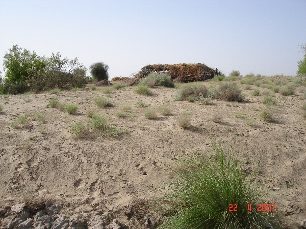 Looking south from confluence point