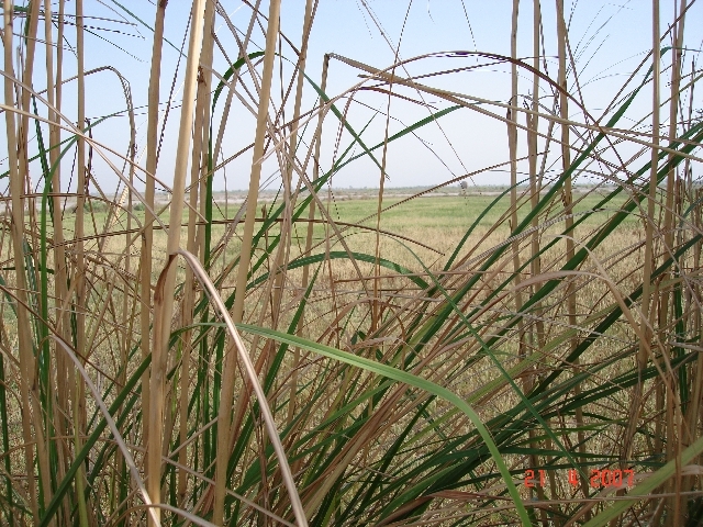 Looking north from conflunce point