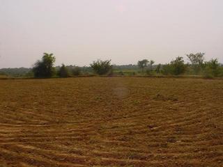 #1: A view of the field, the confluence view