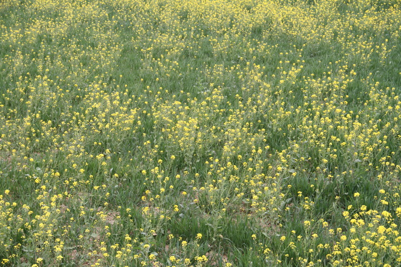 Crop next to the confluence