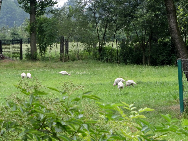 Turkeys stroll