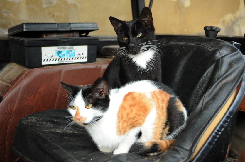 Lazy cats sitting on the seat of a tractor