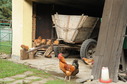 #8: Happy chicken living right in the confluence barn