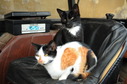 #9: Lazy cats sitting on the seat of a tractor