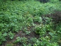 #5: Ground cover