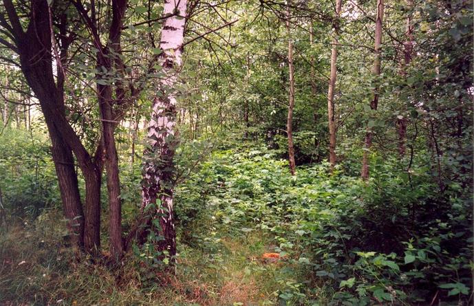 General view of the confluence (towards N) - orange stone marks the point