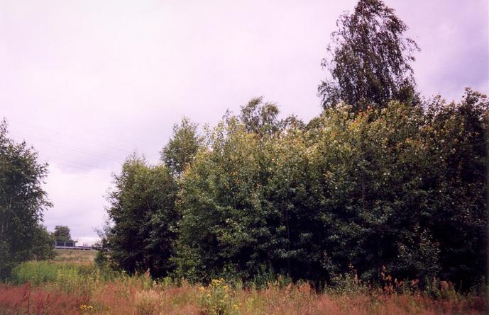 View of the grove where the confluence is located (towards N)