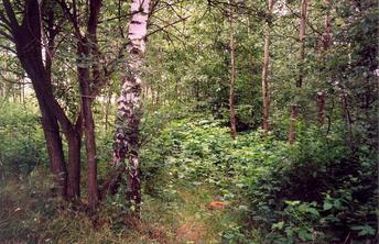 #1: General view of the confluence (towards N) - orange stone marks the point