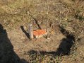 #9: geodetic marker near confluence