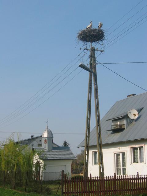 Storks in Charytany