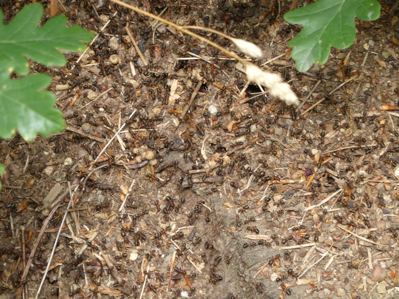 Anthill