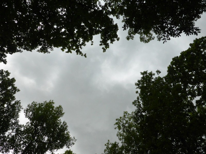 Trees and sky above CP